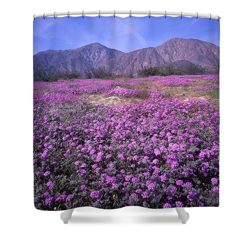 3a6905 Shower Curtain featuring the photograph 3A6905 Spring Bloom Anza Borrego State Park by Ed Cooper Photography