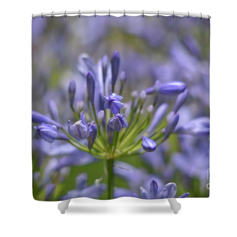 Flower Shower Curtain featuring the photograph Agapanthus #4 by Marc Bittan