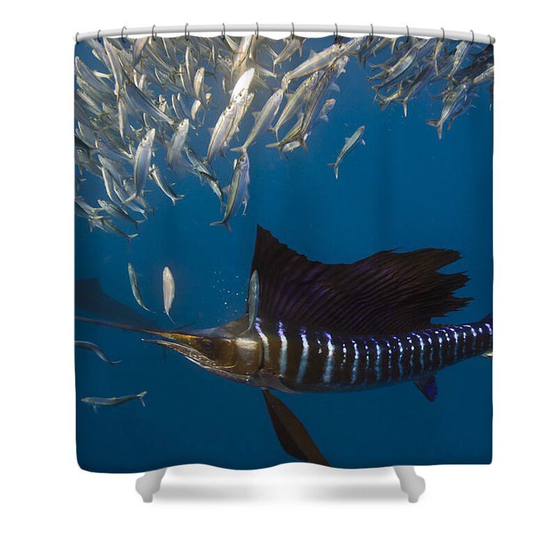 Mp Shower Curtain featuring the photograph Atlantic Sailfish Istiophorus Albicans #4 by Pete Oxford