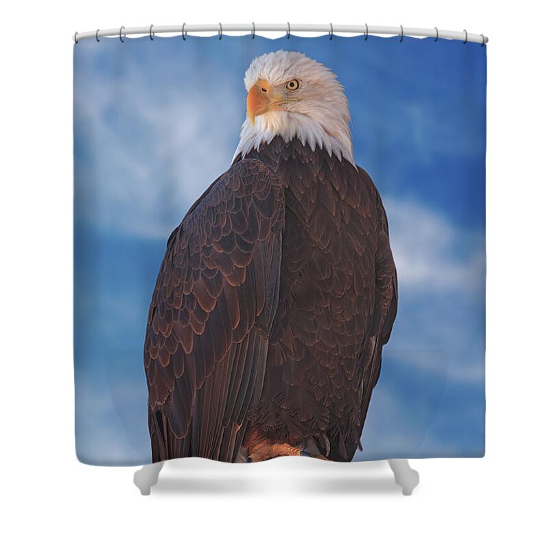 Animal Shower Curtain featuring the photograph Bald Eagle #4 by Brian Cross