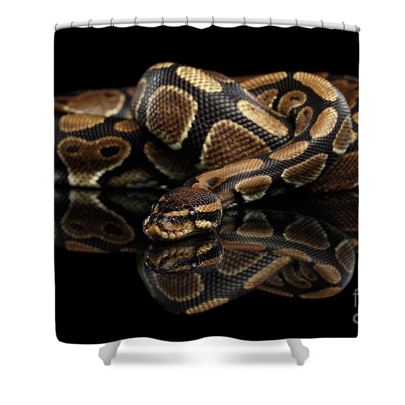 Ball Or Royal Python Snake On Isolated Black Background Shower Curtain For Sale By Sergey Taran,What Is Pectinase