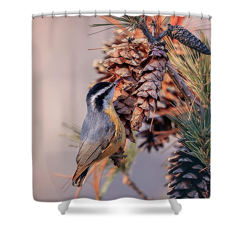 Adorable Shower Curtain featuring the photograph Black-capped Chickadee #4 by Peter Lakomy