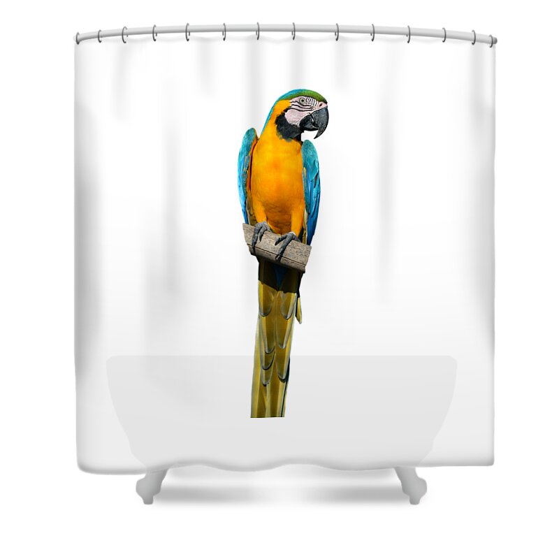 Blue And Gold Macaw Shower Curtain featuring the photograph Blue and Gold Macaw #4 by George Atsametakis