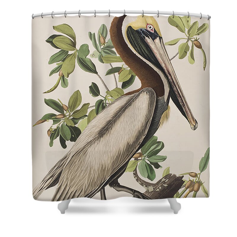 Brown Pelican Shower Curtain featuring the painting Brown Pelican by John James Audubon
