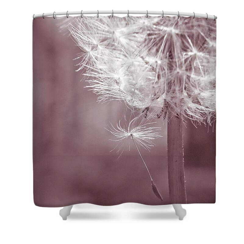 Flower Shower Curtain featuring the photograph Dandelion #4 by Cesar Vieira