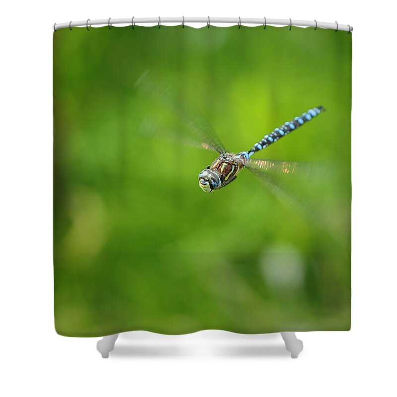 Dragonfly Shower Curtain featuring the photograph Emperor Dragonfly by Rick Deacon