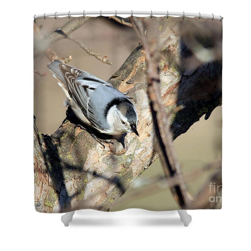 Mccombie Shower Curtain featuring the photograph Female White-breasted Nuthatch #2 by J McCombie