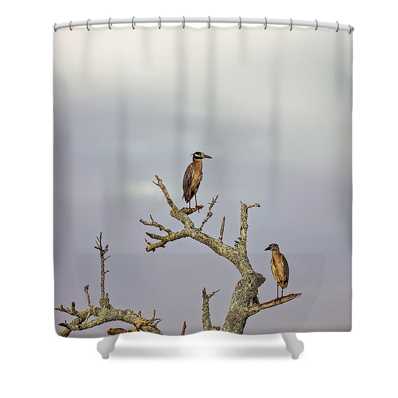 Animal Shower Curtain featuring the photograph Green Heron by Peter Lakomy