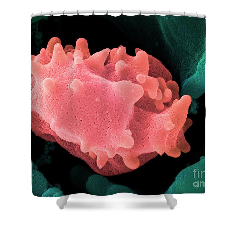 Lymphocyte Shower Curtain featuring the photograph Human Lymphocyte Cell, Sem #4 by Ted Kinsman