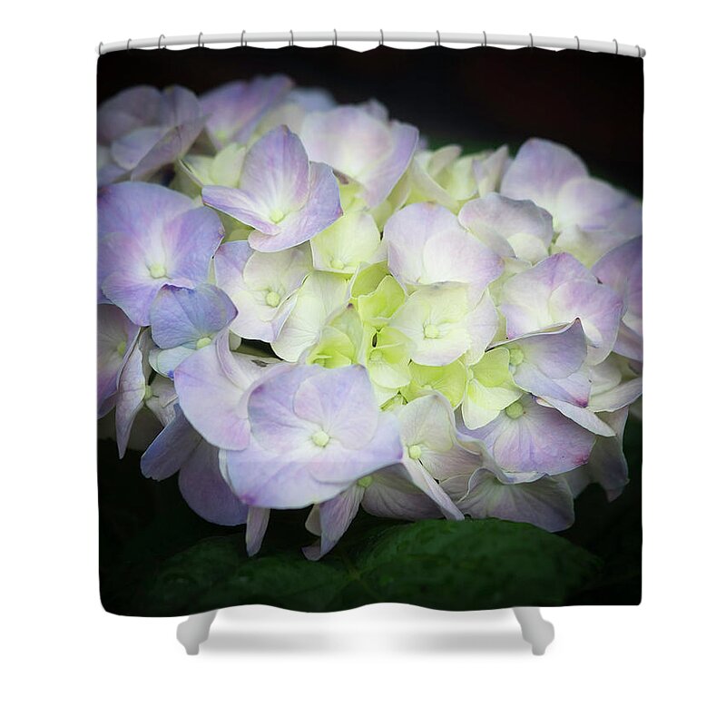 Hydrangea Shower Curtain featuring the photograph Hydrangea #4 by Cathy Donohoue