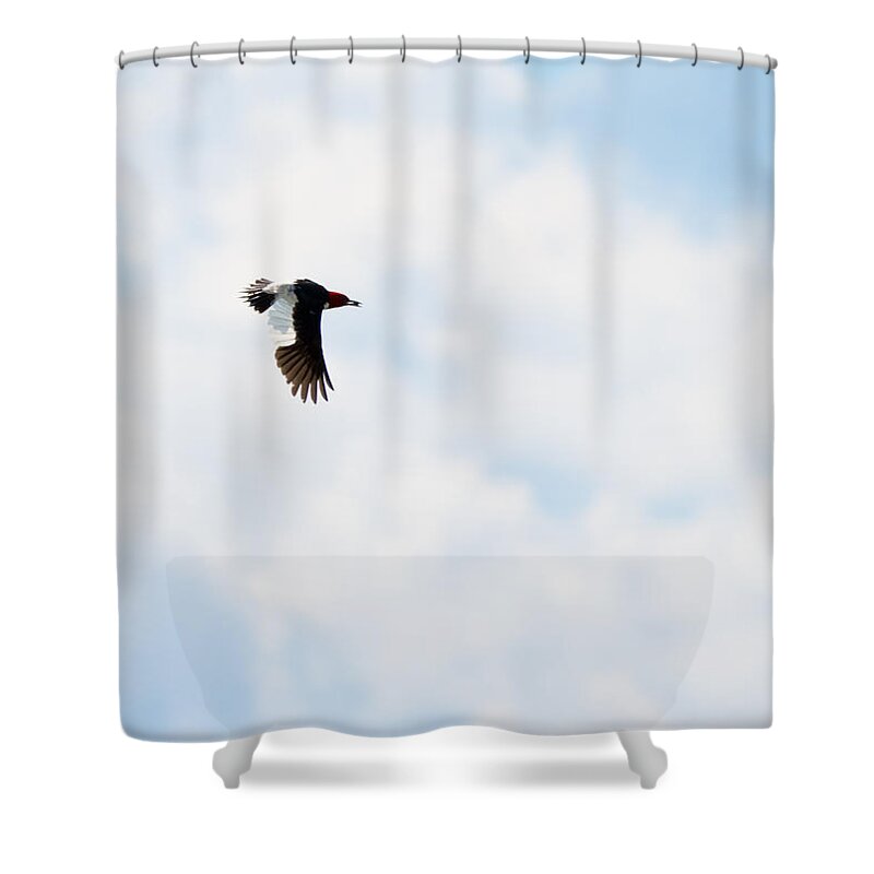 Red-headed Woodpecker Shower Curtain featuring the photograph Red-Headed Woodpecker by Holden The Moment