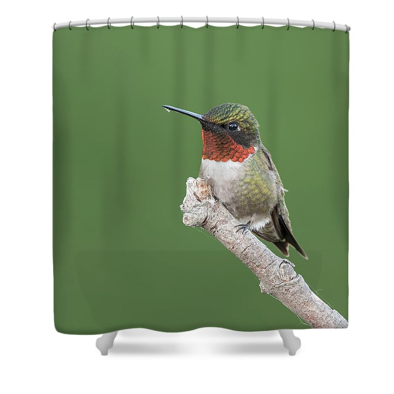 Hummingbird Shower Curtain featuring the photograph Ruby-throated Hummingbird #4 by Jim Zablotny