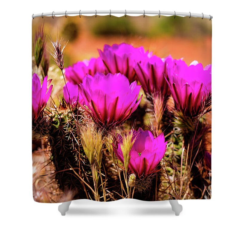 Arizona Shower Curtain featuring the photograph Sedona Cactus Flower by Raul Rodriguez