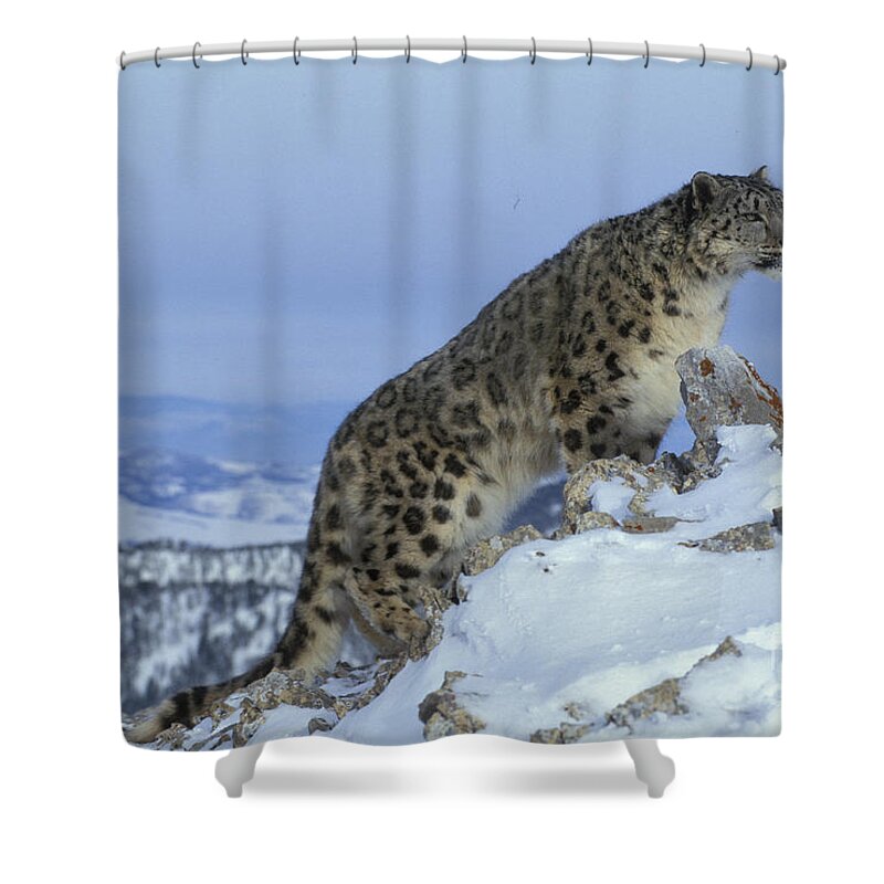 Snow Leopard Shower Curtain featuring the photograph Snow Leopard #4 by Jean-Louis Klein & Marie-Luce Hubert