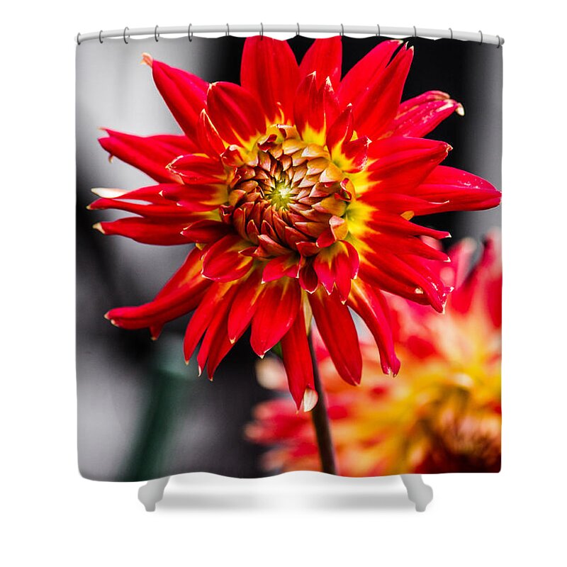 Flower Shower Curtain featuring the photograph Sunflower #4 by Gerald Kloss
