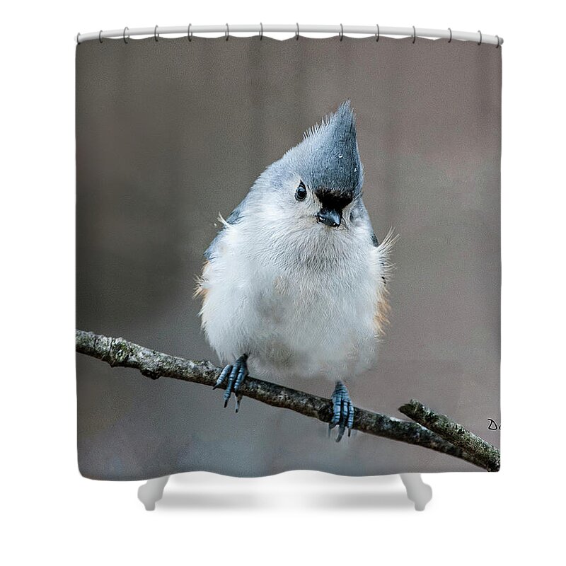 Tufted Titmouse Shower Curtain featuring the photograph Tufted Titmouse #4 by Diane Giurco