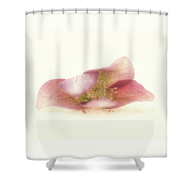 Flower Shower Curtain featuring the photograph Hellebore Bud by Anne Geddes