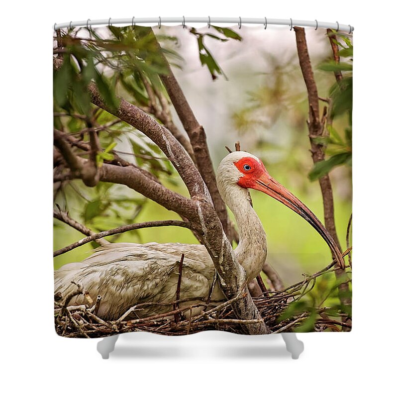 Albus Shower Curtain featuring the photograph White Ibis in Hilton Head Island #4 by Peter Lakomy