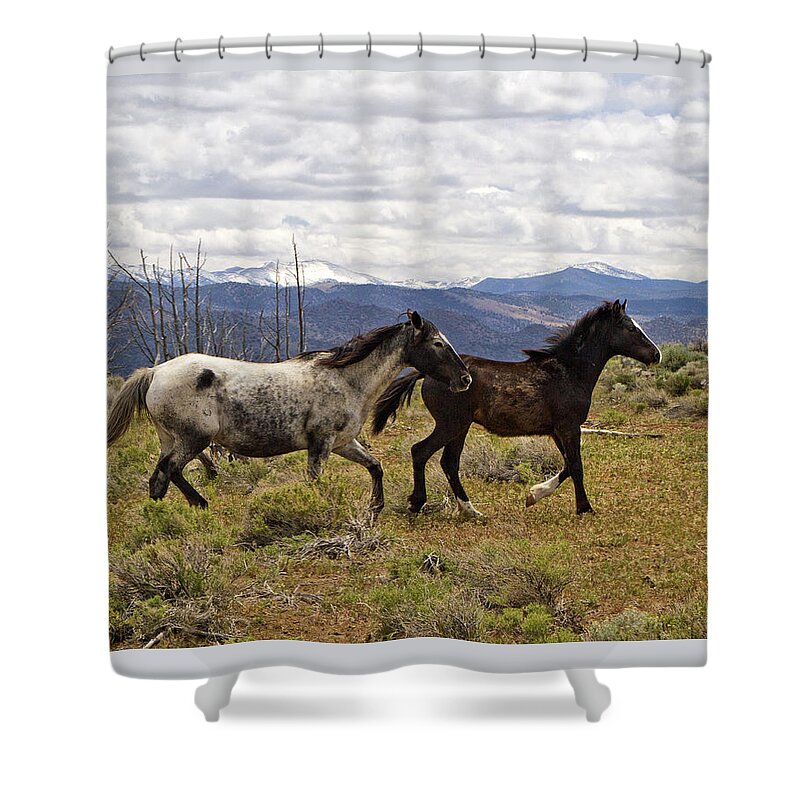 Horses Shower Curtain featuring the photograph Wild Mustang Horses #4 by Waterdancer 