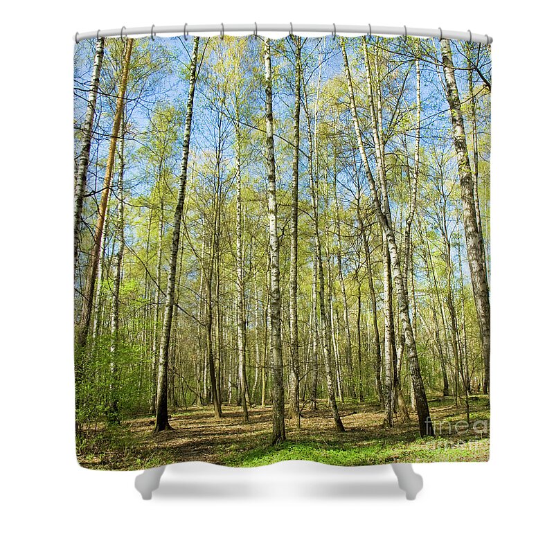 Landscape Shower Curtain featuring the photograph Birch forest in spring #5 by Irina Afonskaya