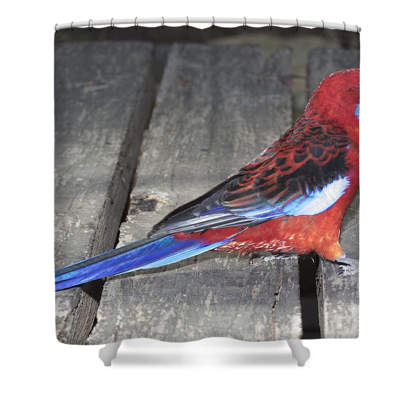 Bird Shower Curtain featuring the photograph Crimson rosella #5 by Masami Iida