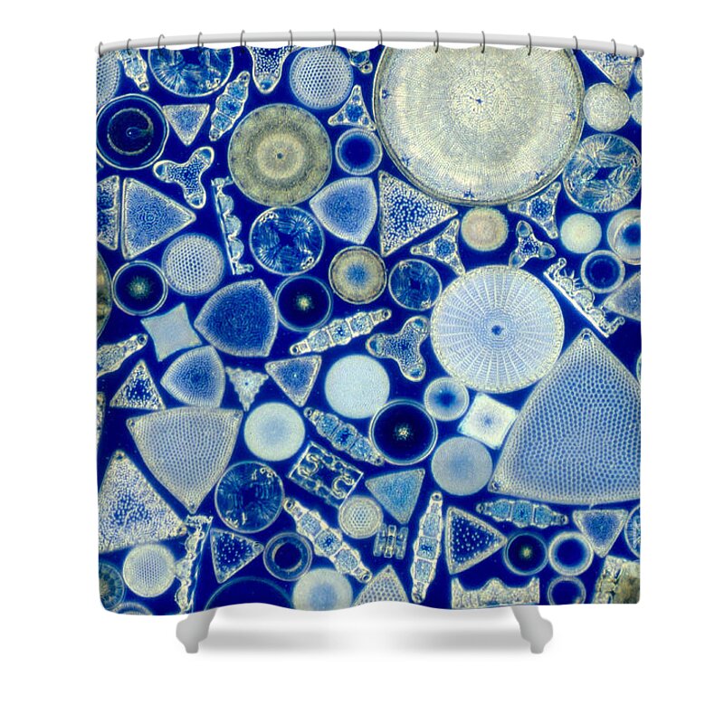 Diatom Shower Curtain featuring the photograph Diatoms #5 by M. I. Walker
