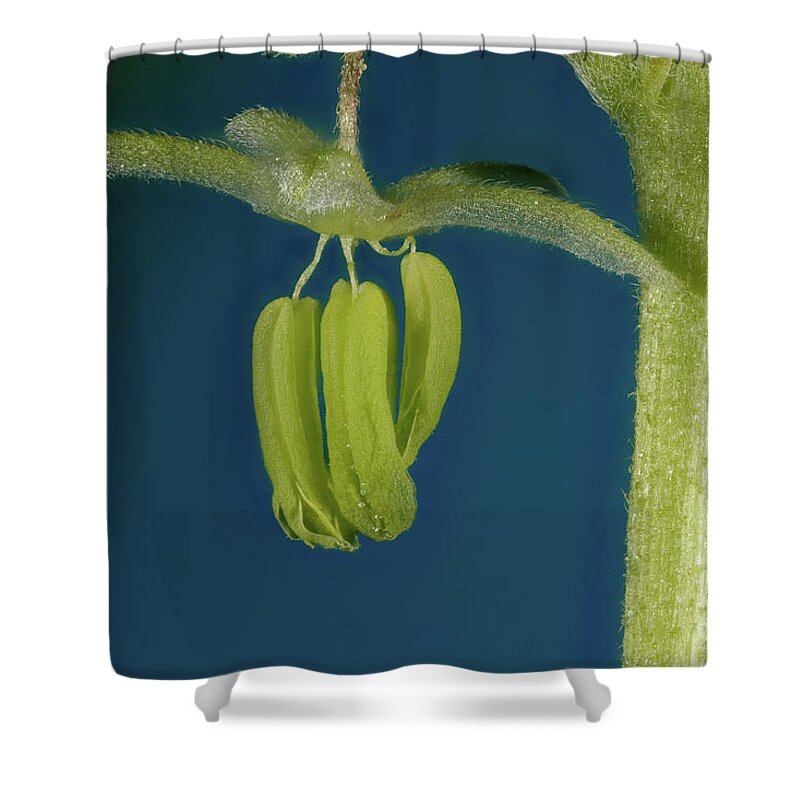 Alternative Medicine Shower Curtain featuring the photograph Male Flower of Cannabis Plant #5 by Ted Kinsman