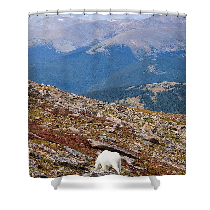 Goat Shower Curtain featuring the photograph Mountain Goats on Mount Bierstadt in the Arapahoe National Forest #5 by Steven Krull
