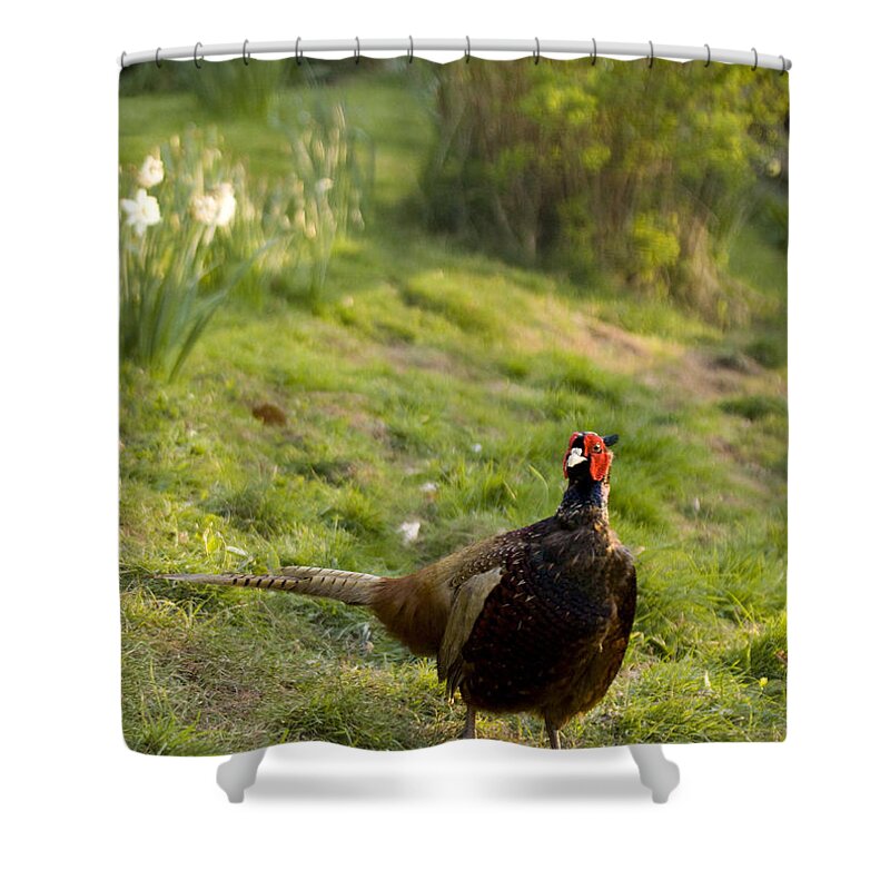 Pheasant Shower Curtain featuring the photograph mr Pheasant #5 by Ang El