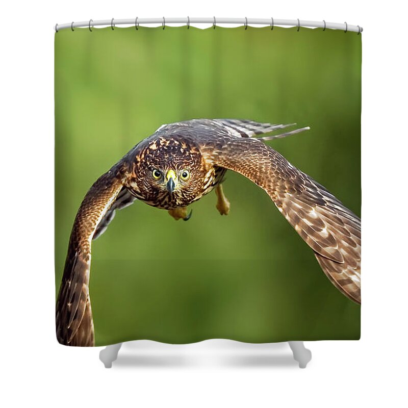 Amelia Island Shower Curtain featuring the photograph Red-Tailed Hawk by Peter Lakomy