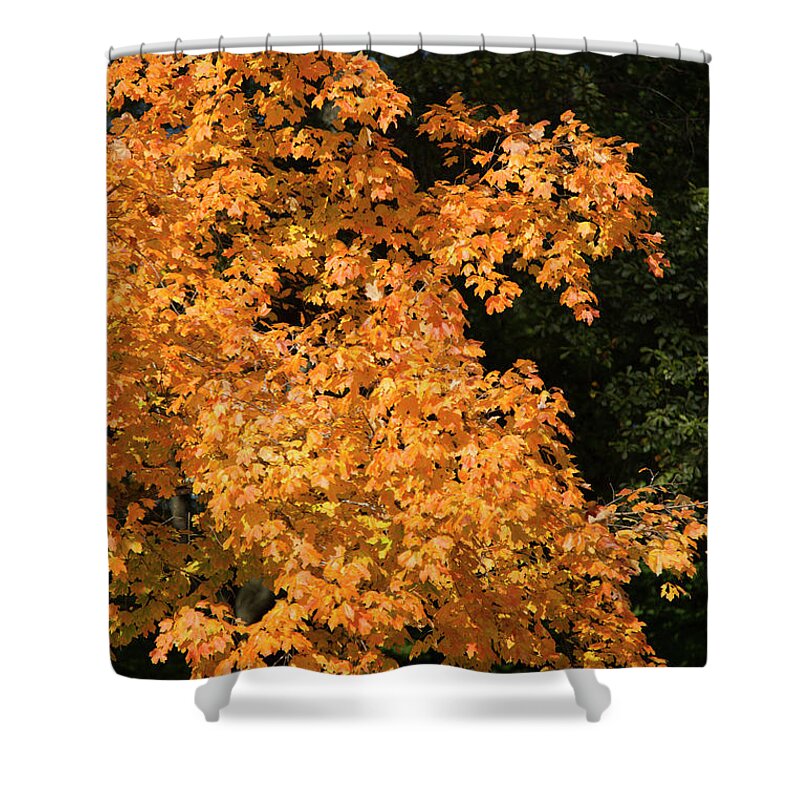 Reid Callaway Autumn Leave Images Shower Curtain featuring the photograph Fall Leaves 5 Autumn Leaf Colors Art by Reid Callaway