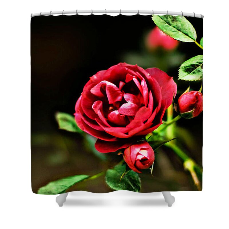 Rose Shower Curtain featuring the photograph Rose #5 by Mariel Mcmeeking