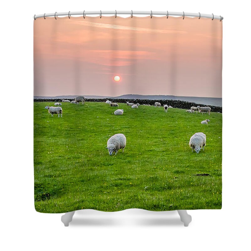 Airedale Shower Curtain featuring the photograph Sheep #5 by Mariusz Talarek