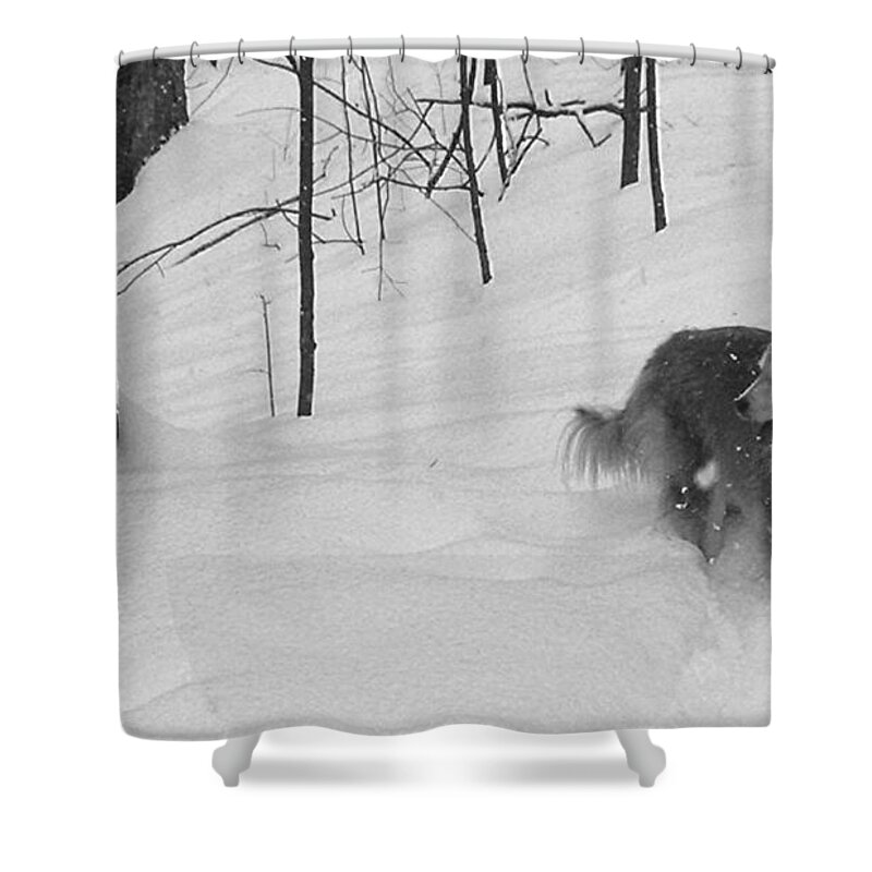 Dog Shower Curtain featuring the photograph The Wonder Dog #5 by Brad Nellis