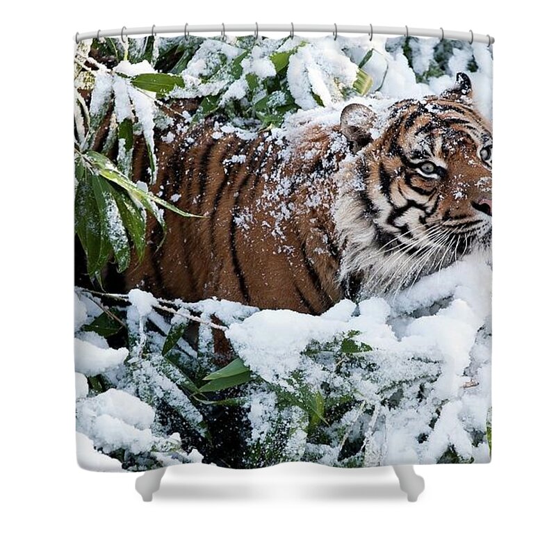 Tiger Shower Curtain featuring the photograph Tiger #5 by Jackie Russo