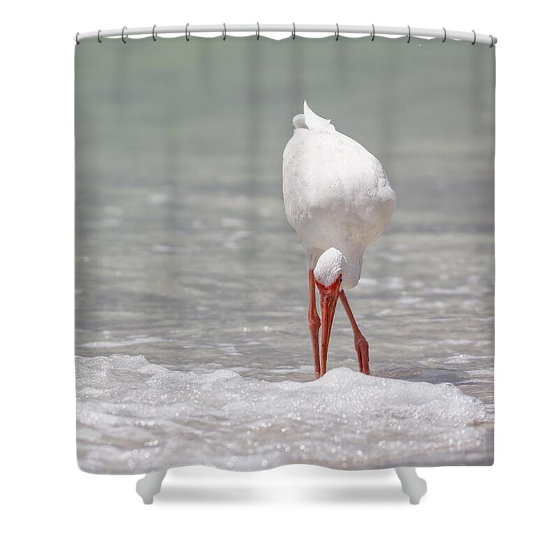 Naples Shower Curtain featuring the photograph White Ibis by Peter Lakomy