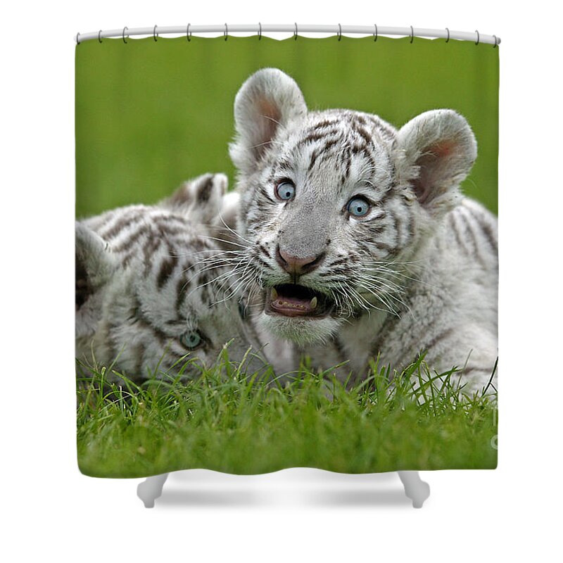Animal Shower Curtain featuring the photograph White Tiger Panthera Tigris #5 by Gerard Lacz