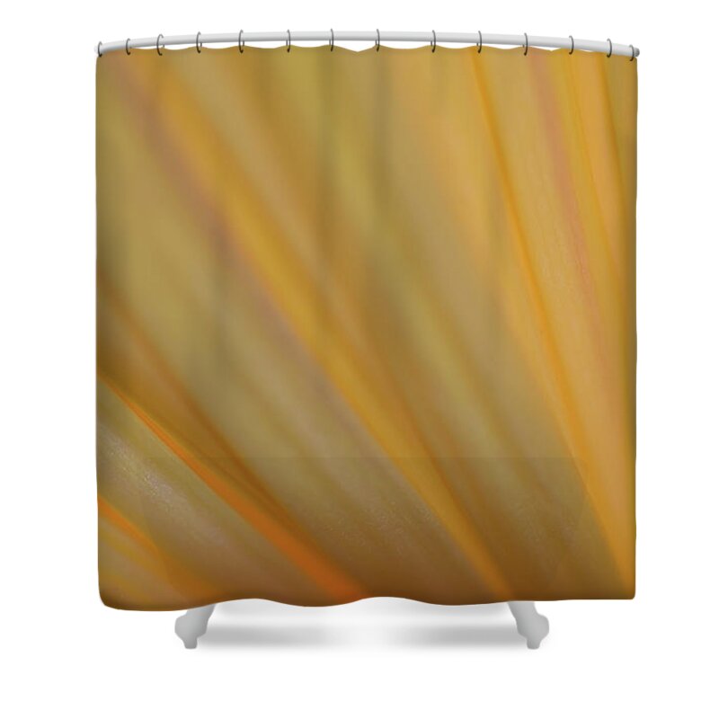 Photograph Shower Curtain featuring the photograph Yellow Mum Petals #5 by Larah McElroy