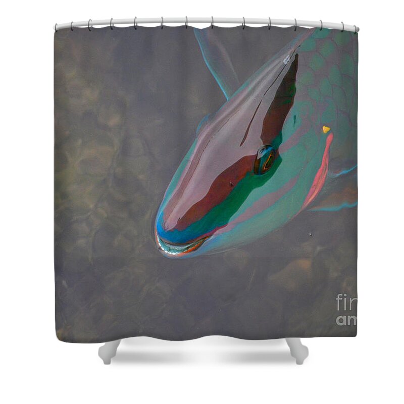Parrot Fish Shower Curtain featuring the photograph 55- Parrot Fish by Joseph Keane