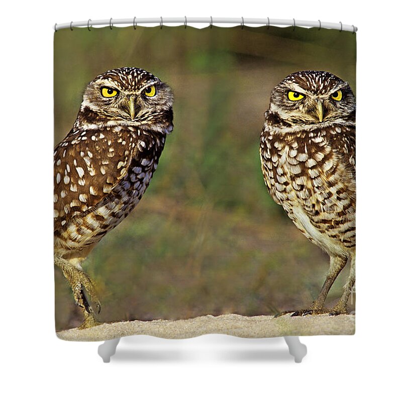 Dave Welling Shower Curtain featuring the photograph 563977016 Burrowing Owls Athene Cunicularia Wild Florida by Dave Welling