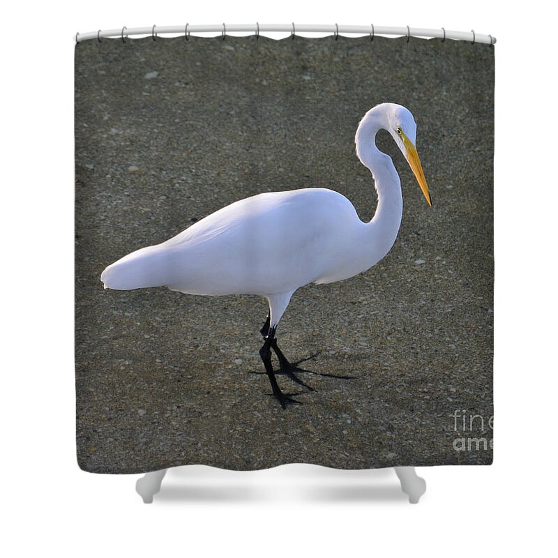 Great Egret Shower Curtain featuring the photograph 59- Great Egret by Joseph Keane