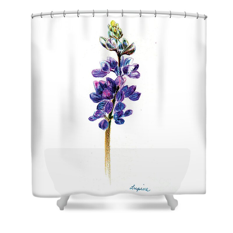 Lupine Shower Curtain featuring the drawing 5x7auto Lupine by Shelley Myers