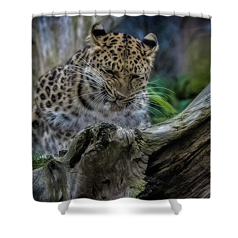 Leopard.leopards Shower Curtain featuring the photograph Amur Leopard #6 by Martin Newman