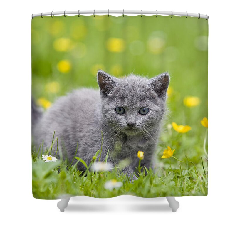 Cat Shower Curtain featuring the photograph Chartreux Kitten #6 by Jean-Michel Labat