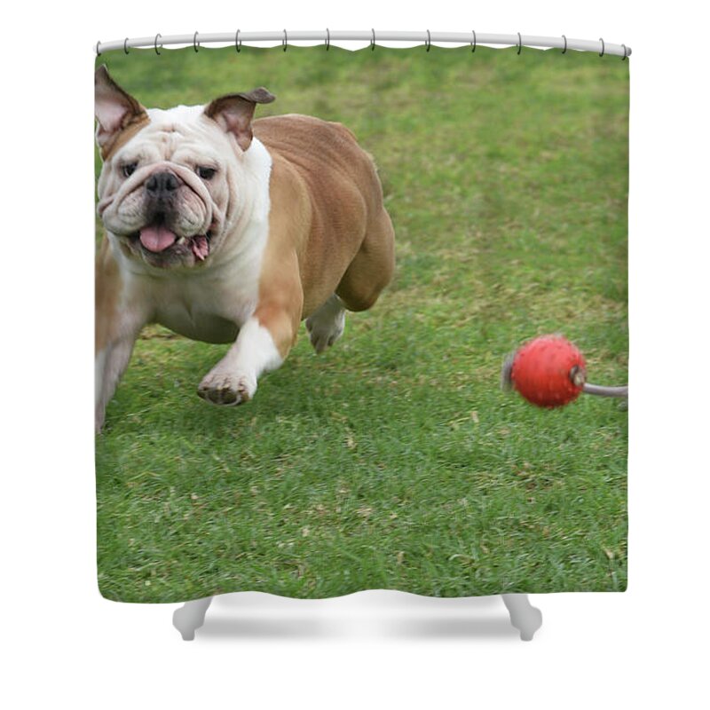 English Bulldog Shower Curtain featuring the photograph English Bulldog #6 by Amir Paz