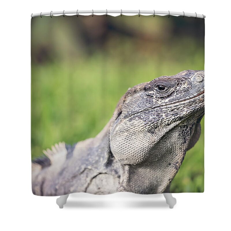 Animal Shower Curtain featuring the photograph Iguana by Peter Lakomy