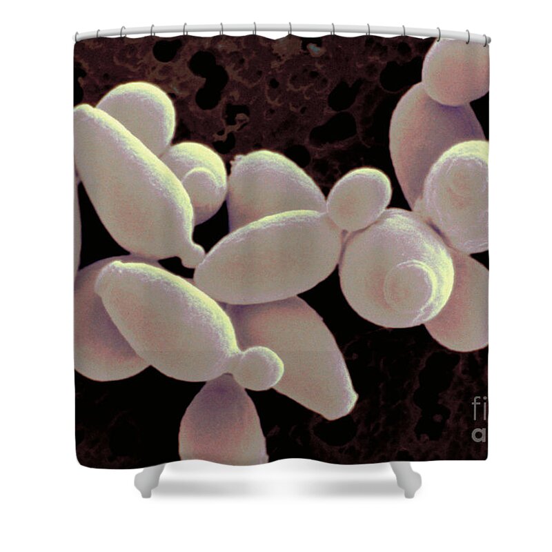 Saccharomyces Cerevisiae Shower Curtain featuring the photograph Saccharomyces Cerevisiae #6 by Scimat