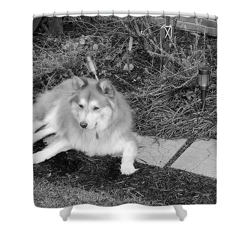 Dog Shower Curtain featuring the photograph The Wonder Dog #6 by Brad Nellis