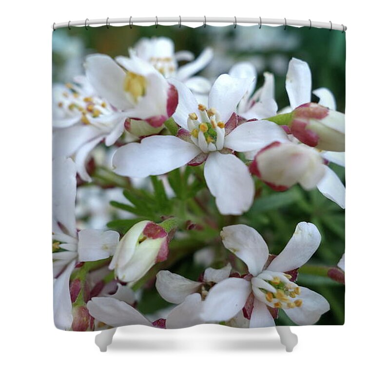 Flower Shower Curtain featuring the photograph Flower #67 by Mariel Mcmeeking