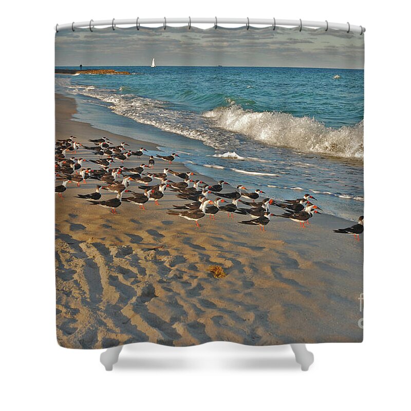 Black Skimmers Shower Curtain featuring the photograph 67- Ready For Takeoff by Joseph Keane